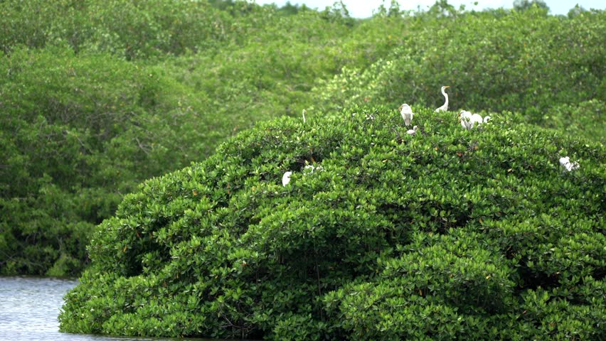 Large flock of white great egrets nesting and perching on the green treetops of a mangrove island, while one bird takes flight over the calm water in a beautiful natural wildlife habitat