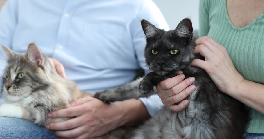 Couple with their cute cats on sofa at home, closeup