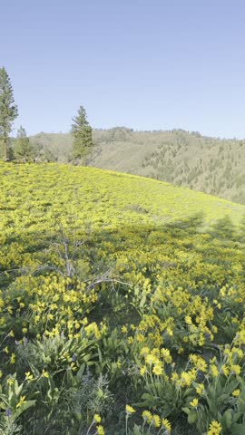 Beautiful hiking trail winding through a lush hill covered in blooming yellow wildflowers under a clear blue sky