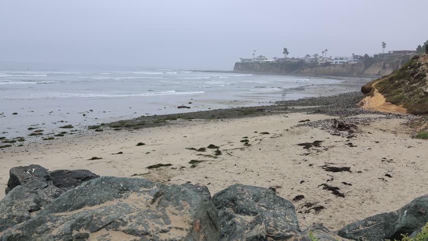 Lone dog gets toa foggy shoreline with seaweed, rocks, gentle surf, distant cliffs, palm trees at Tourmaline surfing park, North Pacific beach, San Diego California