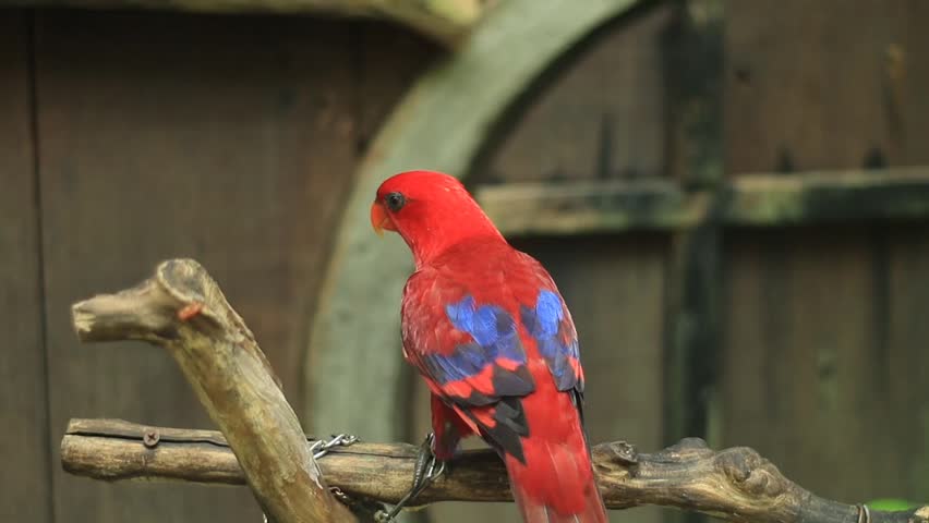 Vibrant Red Lory Parrot Perched on a Branch in an Aviary