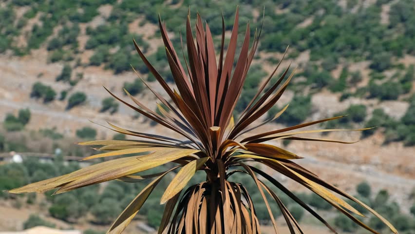 Video of a Greek landscape with a palm tree in the foreground. Palm leaves sway in the wind. Crete, Greece.
