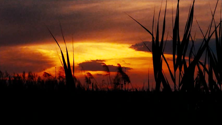 Vibrant Sunset Over Tall Grass Silhouette In A Peaceful Natural Wetland Landscape