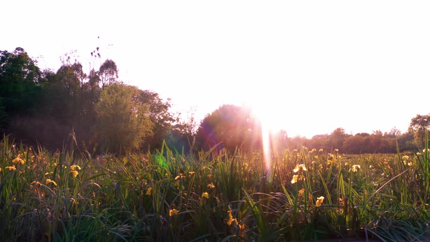 Golden sunset light shining over a field of yellow flowers in a park