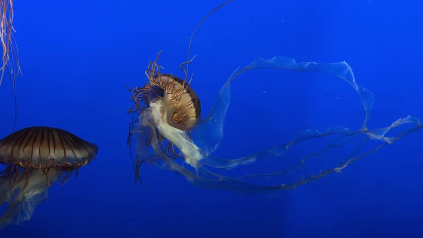 Sea nettle jellyfish floating in deep blue water, aquarium close up