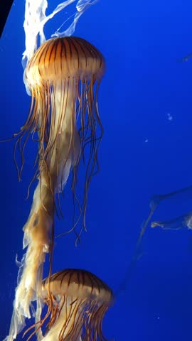 Sea nettle jellyfish floating in deep blue water, aquarium close up