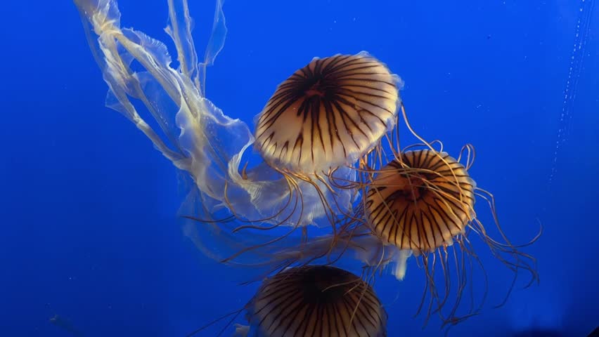 Sea nettle jellyfish floating in deep blue water, aquarium close up
