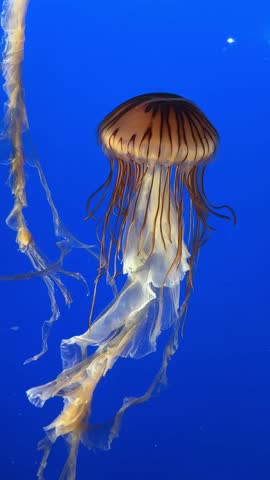 Sea nettle jellyfish floating in deep blue water, aquarium close up