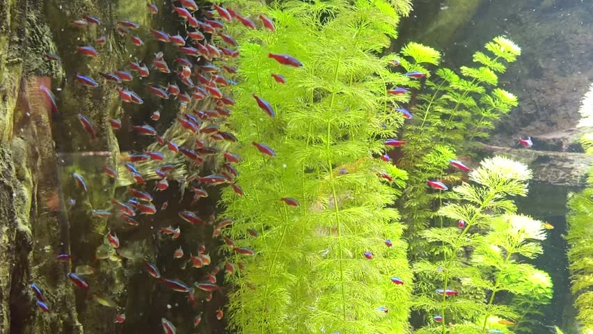 School of neon tetras swimming among green plants in planted aquarium
