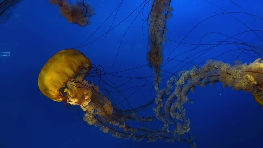 Sea nettle jellyfish floating in deep blue water, aquarium close up