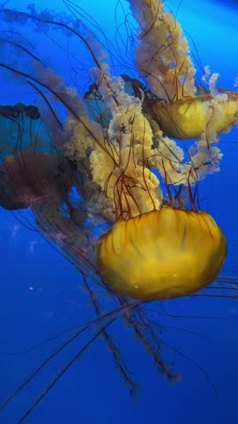 Sea nettle jellyfish floating in deep blue water, aquarium close up