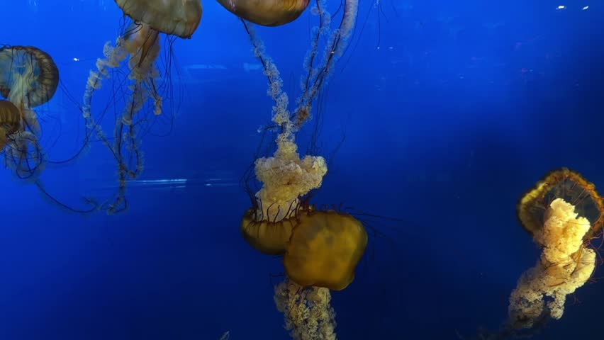 Sea nettle jellyfish floating in deep blue water, aquarium close up