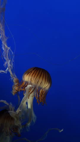 Sea nettle jellyfish floating in deep blue water, aquarium close up