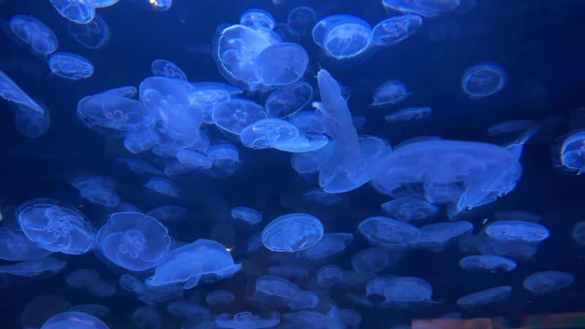 Group of moon jellyfish glowing blue in dark water, aquarium
