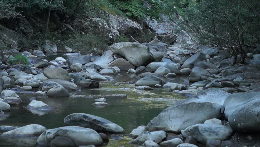  A river in a summer forest in dusk