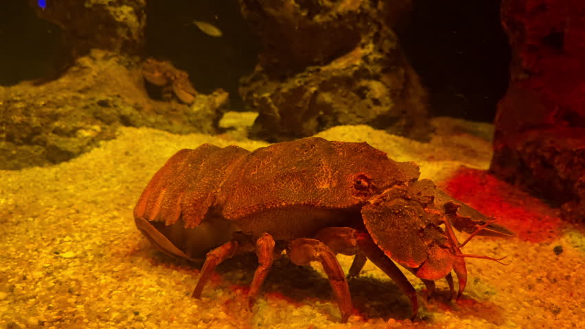 Close-up of a slipper lobster crawling on sand in an underwater setting. The crustacean has an orange and brown exoskeleton and characteristic flat antennae. Dark rocks are visible in the background under warm lighting, depicting a benthic marine habitat or aquarium environment.