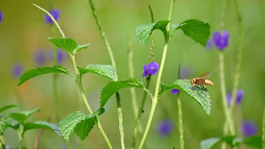 Yellow and Black Wasp Feeding on Prey on a Green Leaf Before Flying Out of Frame in Slow Motion