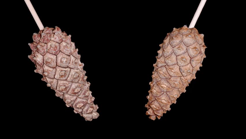 pine cone opening time lapse