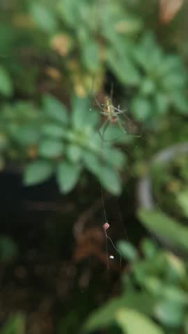view of a vibrant Orchard Orbweaver spider hanging in the center of its intricate silk web with a natural green background