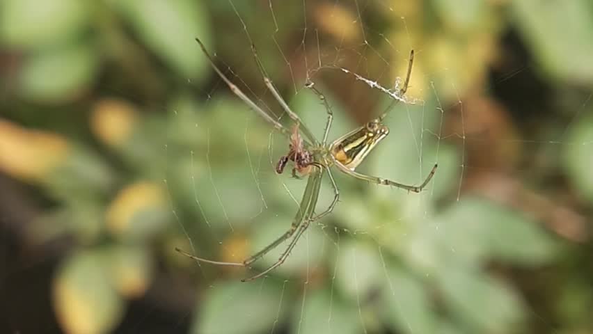 A vibrant Orchard Orbweaver spider hanging in the center of its intricate silk web with a natural green background
