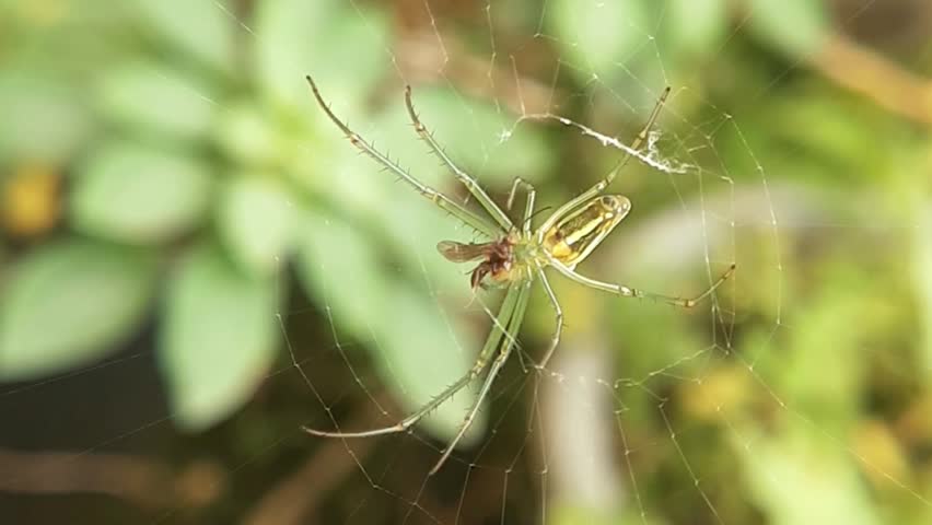 A vibrant Orchard Orbweaver spider hanging in the center of its intricate silk web with a natural green background