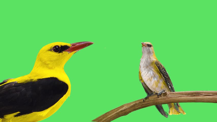 Two orioles, young and old, on a green screen accompanied by the sound of these birds singing in the forest.