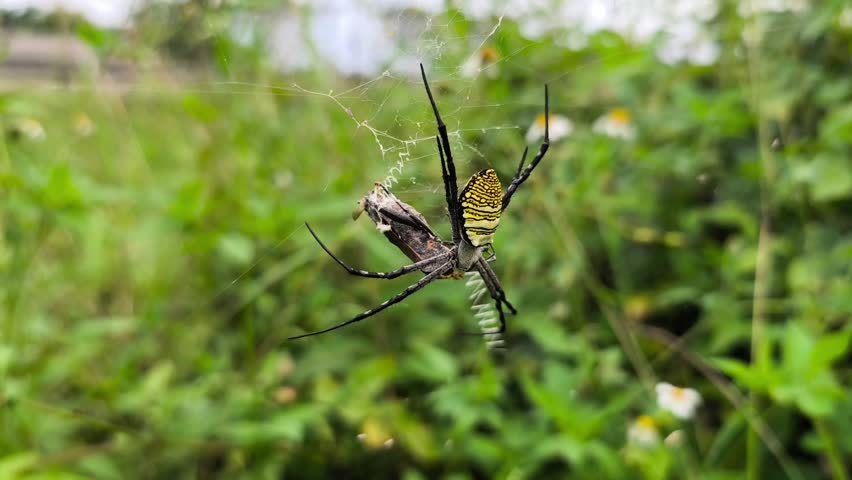 Golden orb weaver spider consuming captured insect on intricate silk web within lush tropical vegetation habitat.