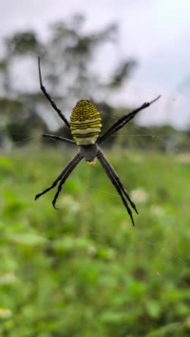 Yellow black female giant wood spider (Trichonephila pilipes) resting gracefully on intricate orb web outdoors naturally.