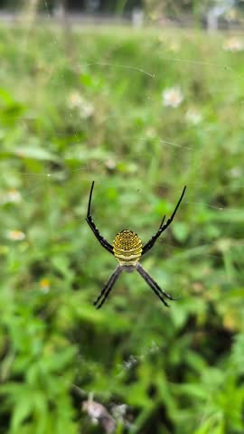 Yellow black female giant wood spider (Trichonephila pilipes) resting gracefully on intricate orb web outdoors naturally.