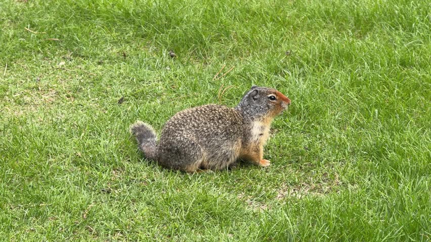 A squirrel moves around in the grass. It looks for food and plays. The sun shines down on the park. The grass is green and soft. Other animals may be nearby.