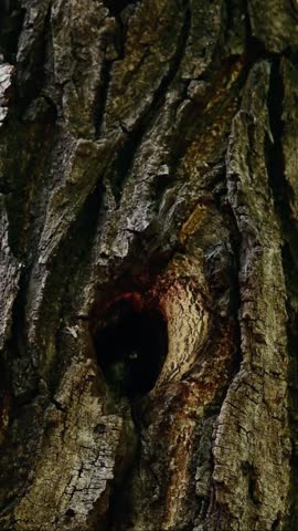 Small wild bird peeking out from a nesting cavity inside a rough textured tree trunk