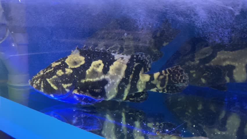 Live Tiger Grouper Fish Swimming in Restaurant Seafood Tank - 4k 60fps