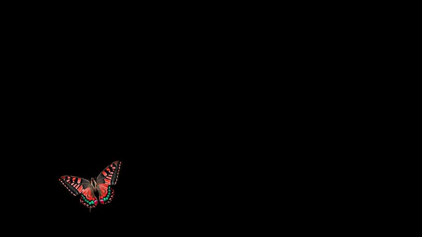 Red Butterfly Flying Vector Animation. Beautiful Swallowtail Butterfly Icon with Detailed Patterns Flapping Wings on Black Background for Nature, Wildlife, and Freedom Concept.