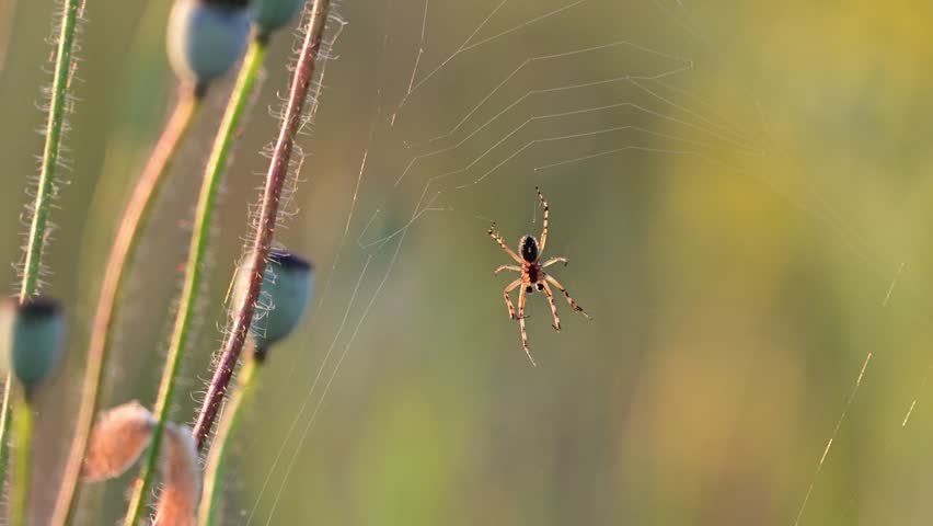 European Garden Spider Araneus diadematus in Wild Nature Slow Motion. Close up.
