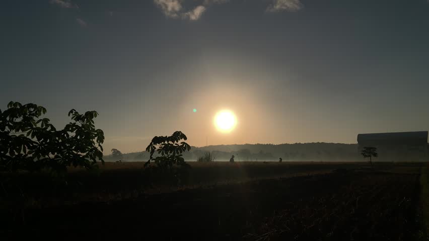 A silhouette of farmers harvesting rice.