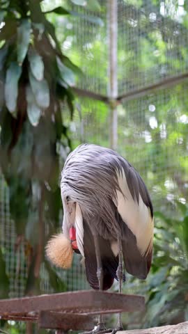 grey crowned crane preening inside cage in the afternoon