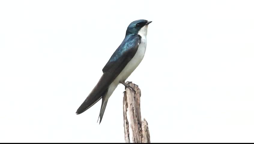 Tree Swallow (tachycineta bicolor) singing on a stump isolated on a white background