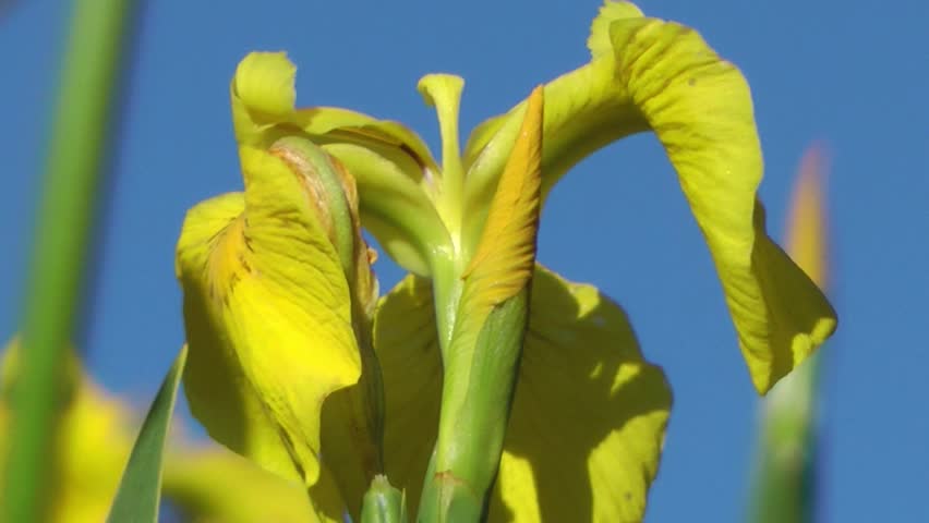 Yellow Flower - Iris Close Up