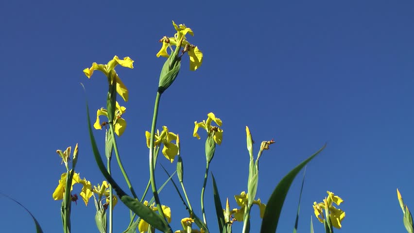 Yellow Flower - Iris Plant
