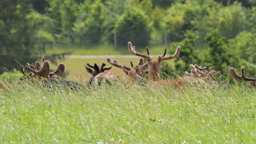 Large herd of male red deer with velvet antlers relaxing together in a green grassy field