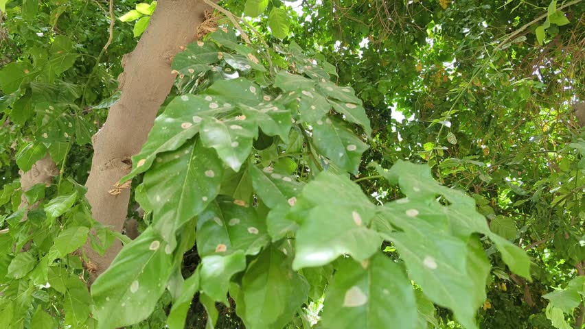 green leaves in the forest