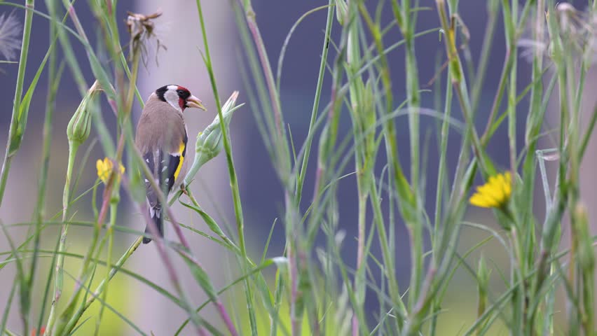 European goldfinch eating the seeds of a Yellow Goat