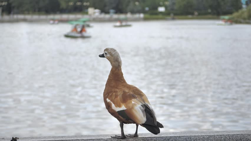 A Ruddy Shelduck stands on a stone ledge, observing a city park lake filled with recreational pedal boats in the background.