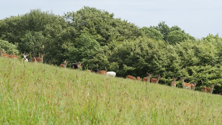 Large herd of fallow deer, including a rare white one, grazing on a grassy hill