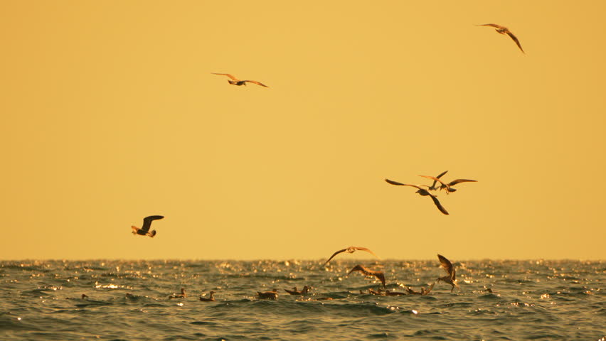 Seagulls ocean sunset flying low over the rippling water waves under a dramatic golden sky with copy space