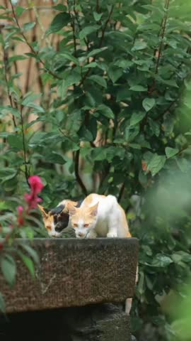A curious calico cat peers into a garden planter surrounded by lush greenery and pink flowers.