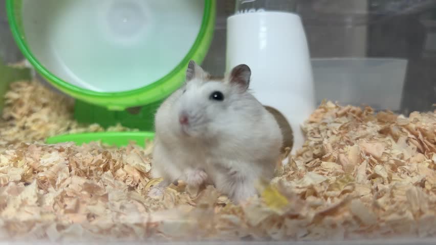 Curious white dwarf hamster standing on hind legs and sniffing inside a pet enclosure