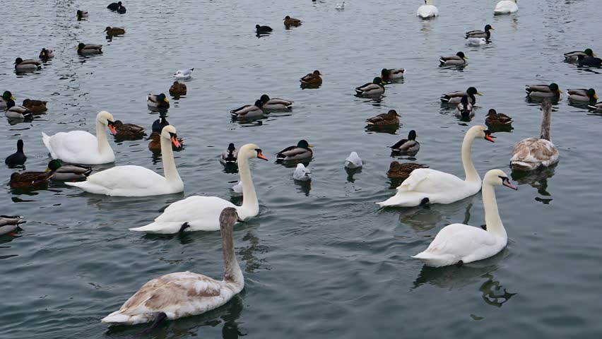 A large mixed flock of mute swans (Cygnus olor), mallards (Anas platyrhynchos), and Eurasian coots (Fulica atra) swimming together. These are overwintering waterfowl commonly occurring in lagoons and lakes, particularly throughout the Black Sea region