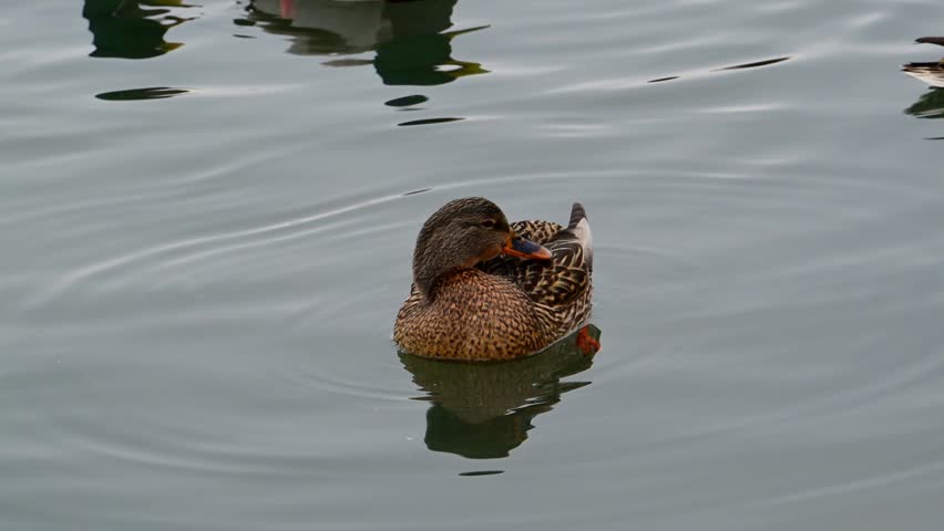 Female mallard (Anas platyrhynchos), identifiable by its mottled brown plumage. It has a characteristic bill with orange and black markings, a key diagnostic feature for identifying female mallards. This highly adaptable species is widely distributed in ponds, lakes, wetlands, and urban parks.