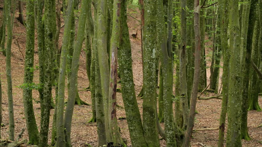 Sunlight filtering through a dense forest with many mossy tree trunks and dry leaves on the ground